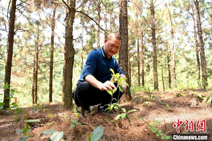 張高漢查看在松樹林下剛套種不久清明茶的生長情況?！埥鸫?攝